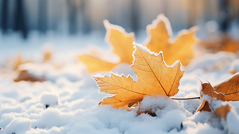 Dry autumn leaves with snow beginning winter