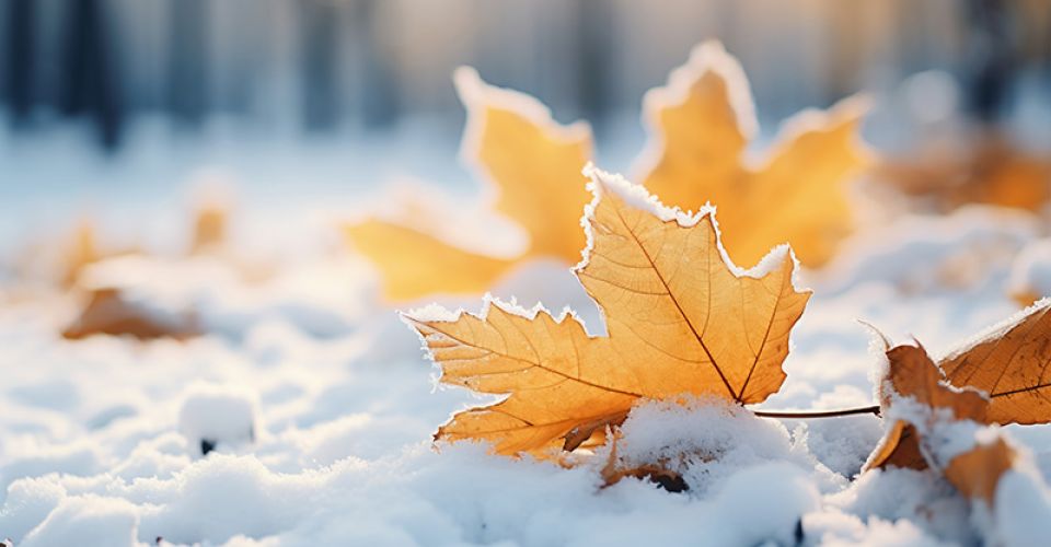 Dry autumn leaves with snow beginning winter