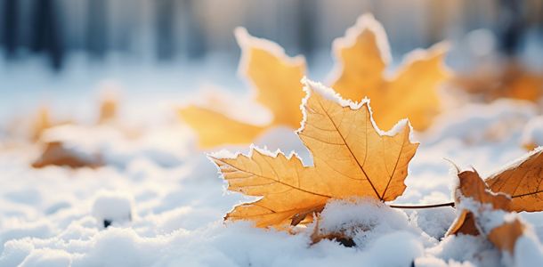 Dry autumn leaves with snow beginning winter